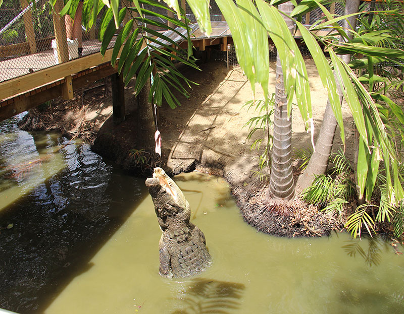 feeding babinda the estaurine crocodile at wildlife habitat port douglas