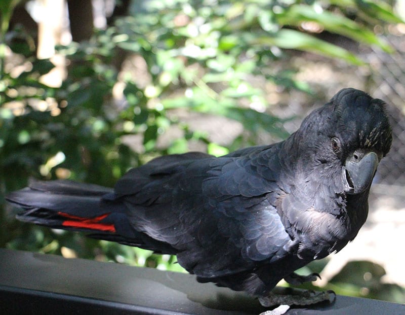 elvis black cockatoo wildlife habitat