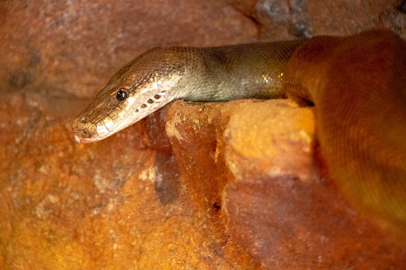 snake in python pathway wildlife habitat port douglas