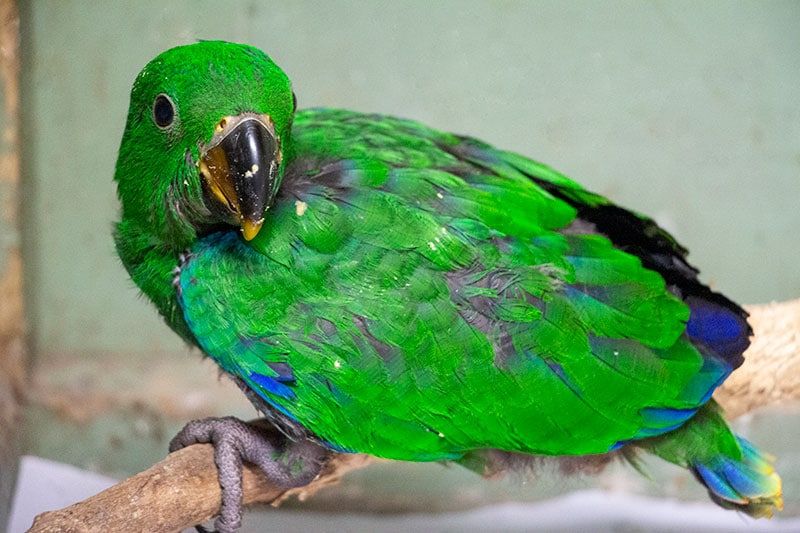 baby eclectus parrot tropical animal rehabilitation centre