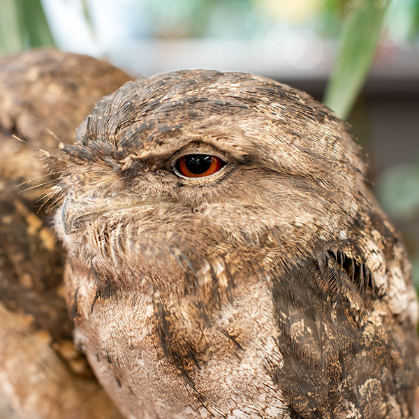 Papuan Frogmouth