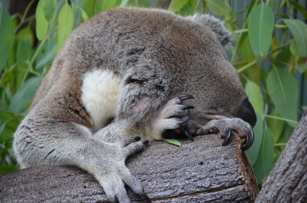 Koala's spend approx 18-20 hours sleeping each day