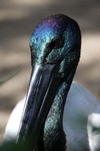 James - Black-necked stork