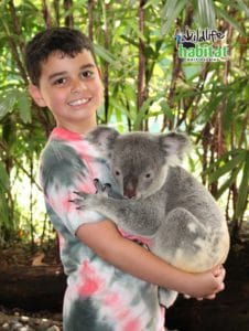 Koala cuddle experience at Wildlife Habitat