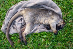 Tree-kangaroo killed in animal attack
