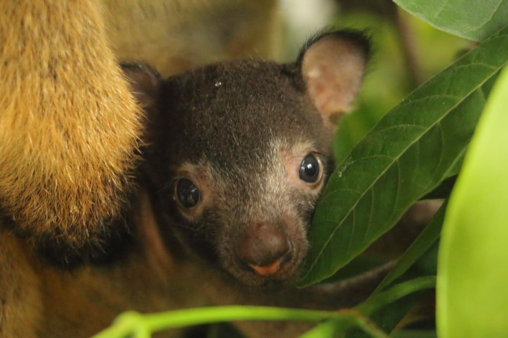 Lumholtz's Tree-kangaroo joey born at Wildlife Habitat