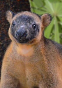 Rare Australian animals Lumholtz's Tree-kangaroo