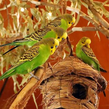 budgerigars-wildlife-habitat-port-douglas