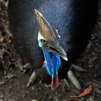 cassowary-at-wildlife-habitat-port-douglas-1