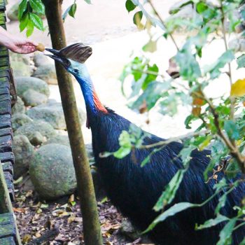 cassowary-feeding-presentation-wildlife-habitat-port-douglas-1