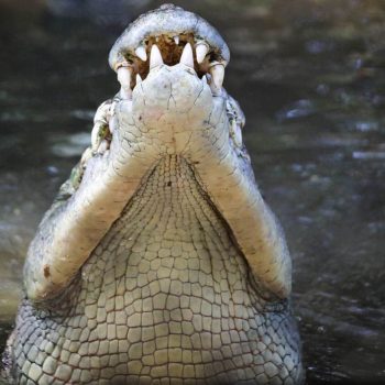 crocodile-head-up-close-crocodile-feeding