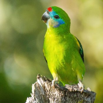 double-eyed-fig-parrot-wildlife-habitat-port-douglas