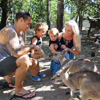 hand-feeding-kangaroos-wildlife-habitat-port-douglas