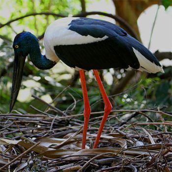 jabbie-black-neck-stork-wildlife-habitat-port-douglas