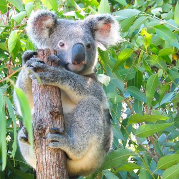 koala-feeding-presentation-wildlife-habitat-port-douglas