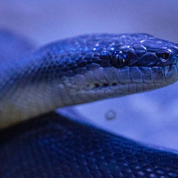 python-at-wildlife-habitat-port-douglas